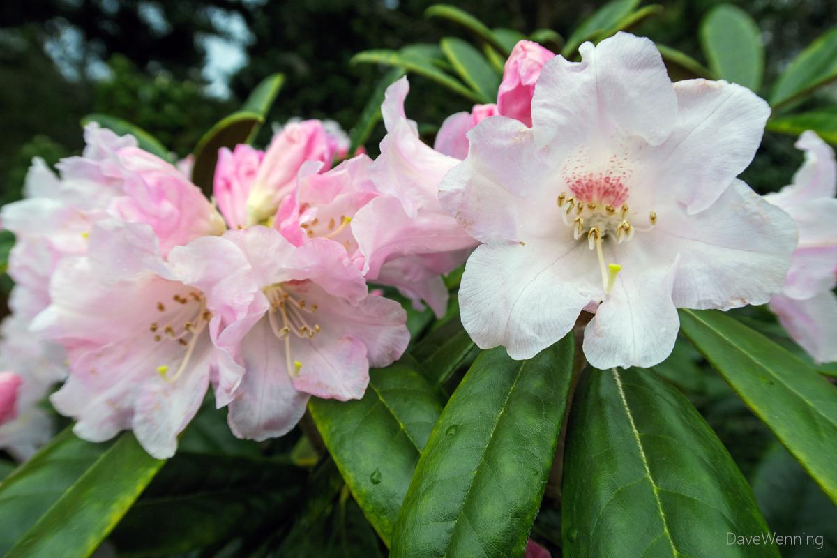 Rhododendron Yakushimanum Crete - View 16 from www redcrocus com
