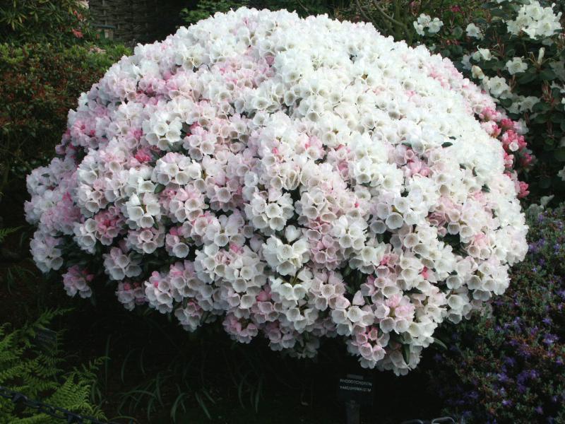 Rhododendron Yakushimanum Crete - View 17 from www redcrocus com