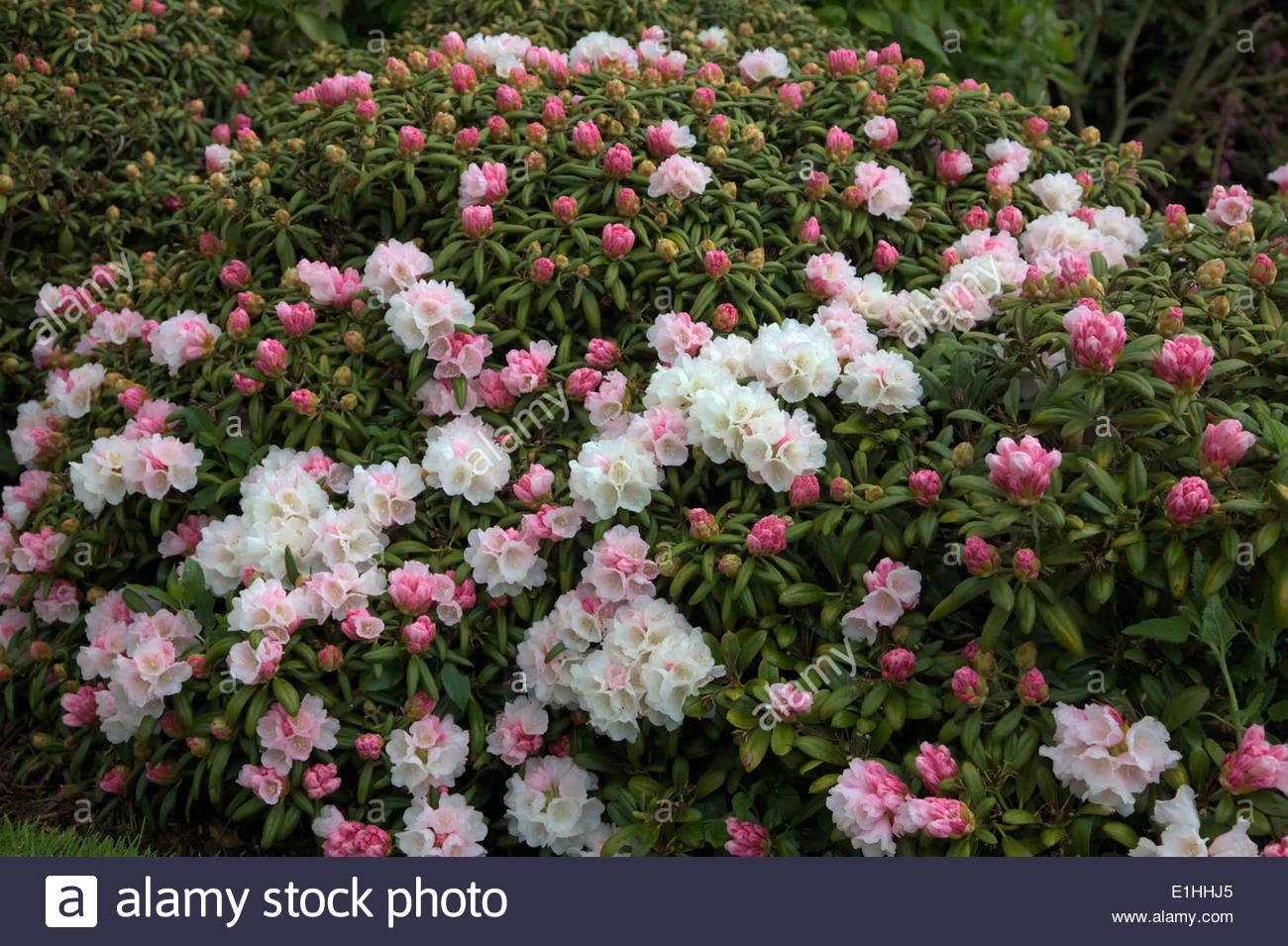 Rhododendron Yakushimanum Crete - View 18 from www redcrocus com