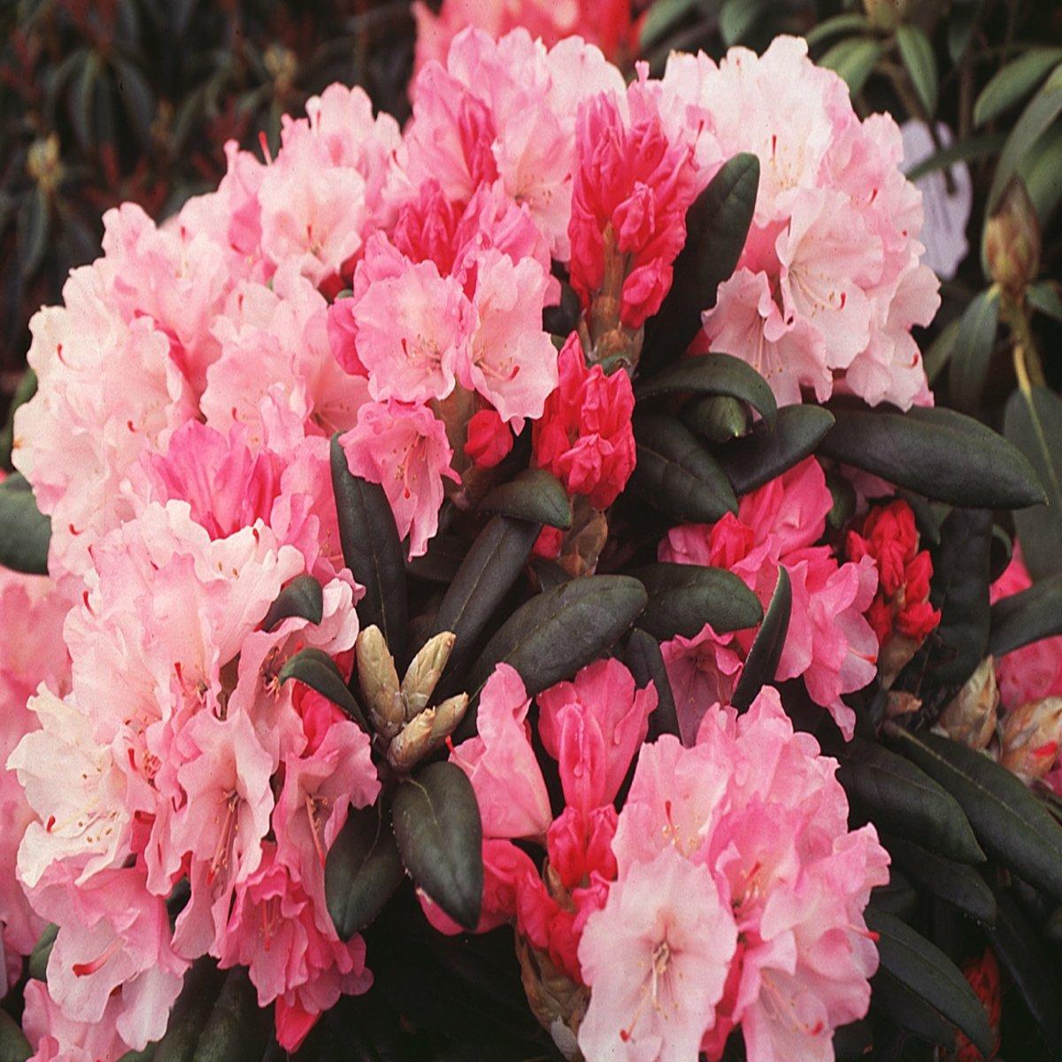 Rhododendron Yakushimanum Crete - View 3 from www redcrocus com