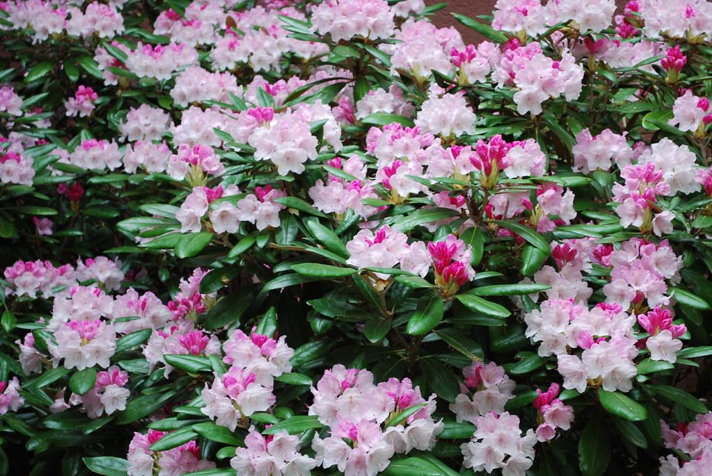 Rhododendron Yakushimanum Crete - View 9 from www redcrocus com