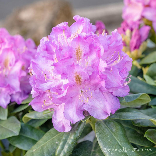 Rhododendron 'minnetonka' - View 10 from www redcrocus com