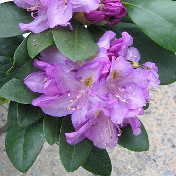 Rhododendron 'minnetonka' - View 12 from www redcrocus com