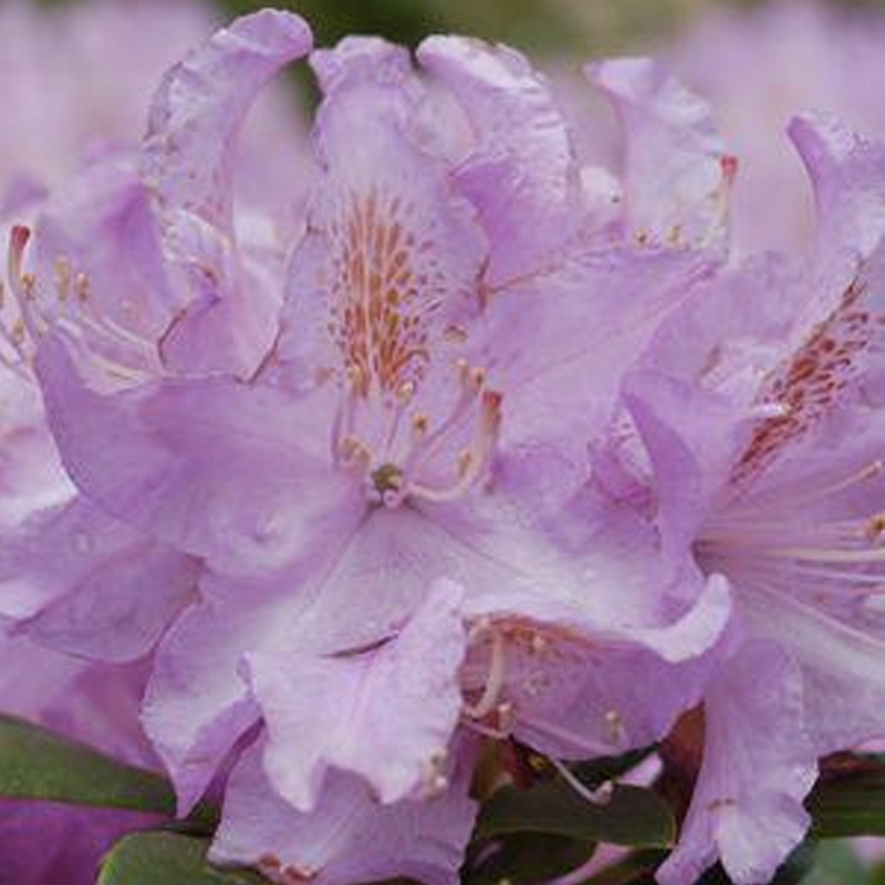 Rhododendron 'minnetonka' - View 13 from www redcrocus com