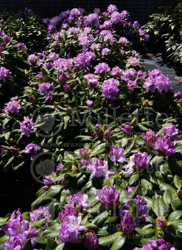 Rhododendron 'minnetonka' - View 14 from www redcrocus com