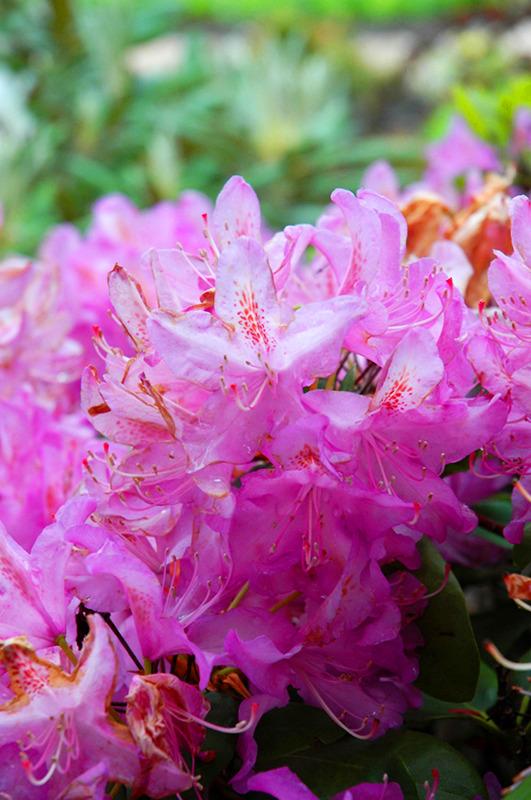 Rhododendron 'minnetonka' - View 15 from www redcrocus com