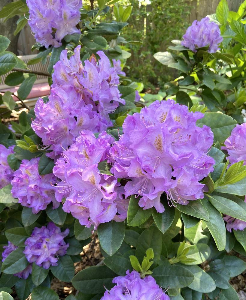 Rhododendron 'minnetonka' - View 20 from www redcrocus com