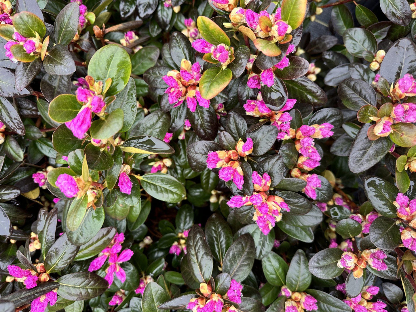 Rhododendron 'minnetonka' - View 21 from www redcrocus com