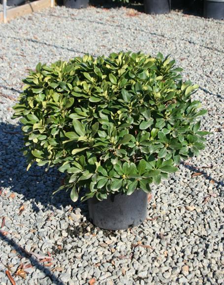 Rhododendron 'minnetonka' - View 22 from www redcrocus com