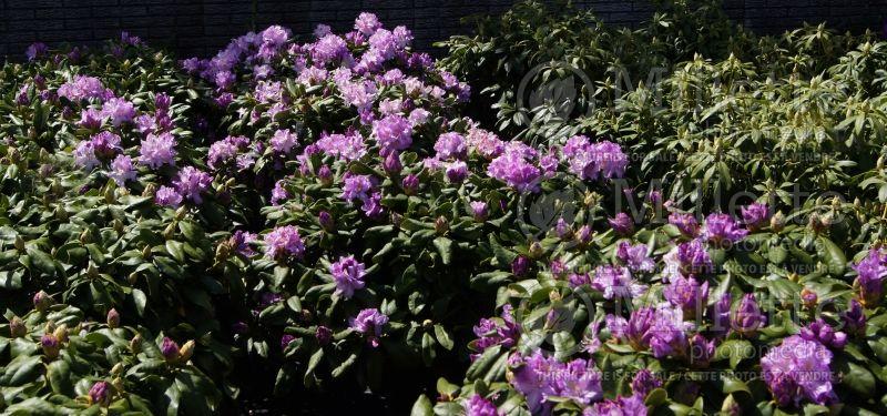 Rhododendron 'minnetonka' - View 23 from www redcrocus com