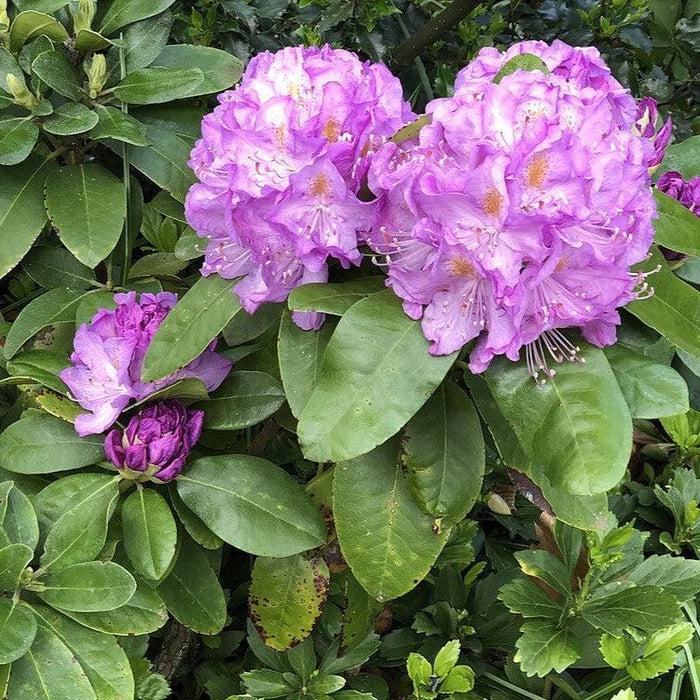 Rhododendron 'minnetonka' - View 26 from www redcrocus com