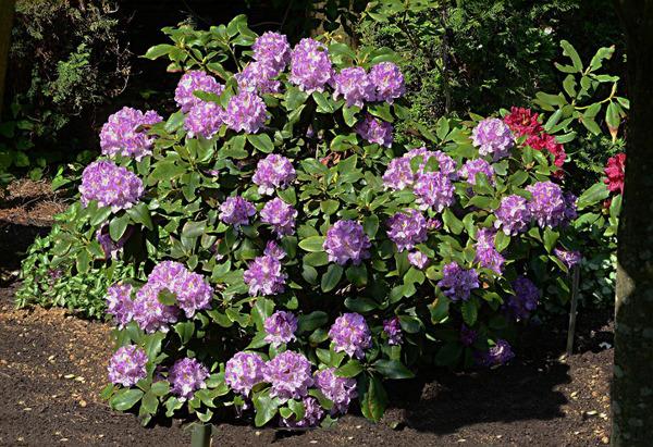Rhododendron 'minnetonka' - View 27 from www redcrocus com