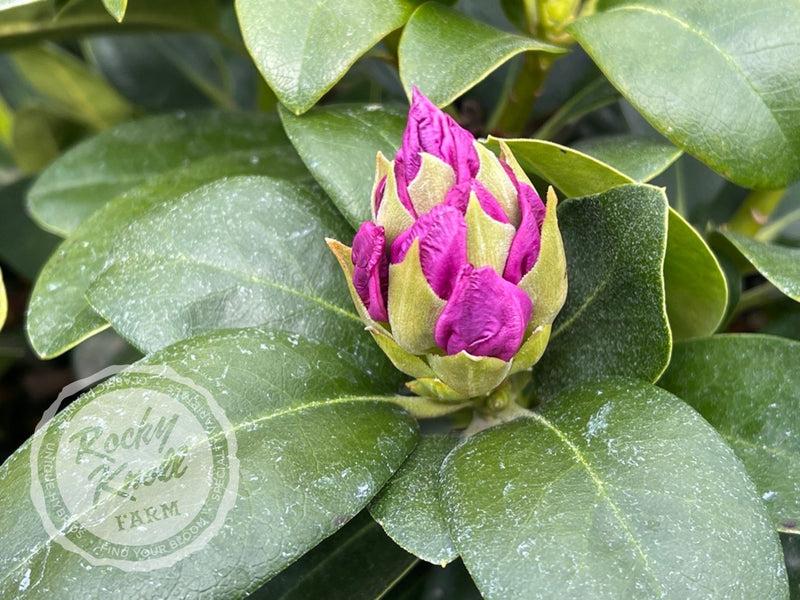 Rhododendron 'minnetonka' - View 28 from www redcrocus com