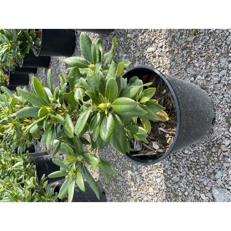 Rhododendron 'minnetonka' - View 29 from www redcrocus com