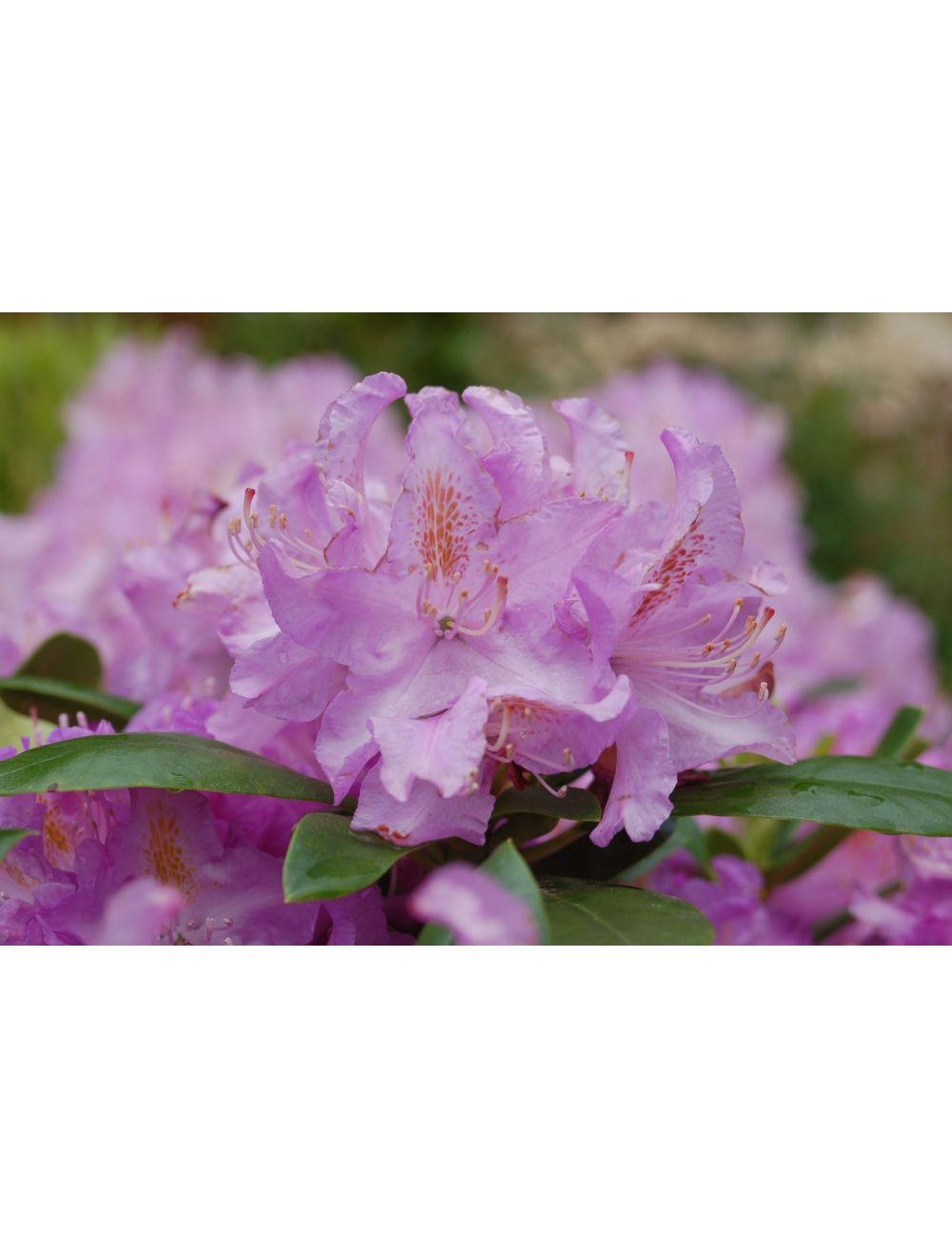 Rhododendron 'minnetonka' - View 31 from www redcrocus com
