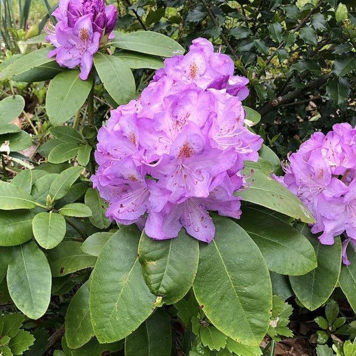 Rhododendron 'minnetonka' - View 32 from www redcrocus com