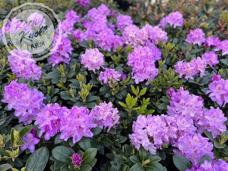 Rhododendron 'minnetonka' - View 3 from www redcrocus com