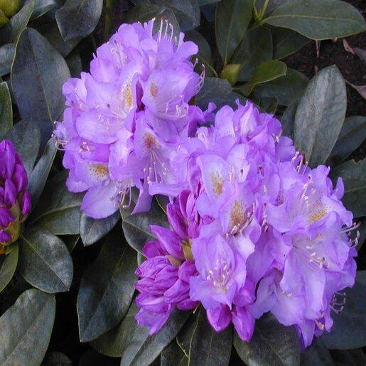 Rhododendron 'minnetonka' - View 5 from www redcrocus com