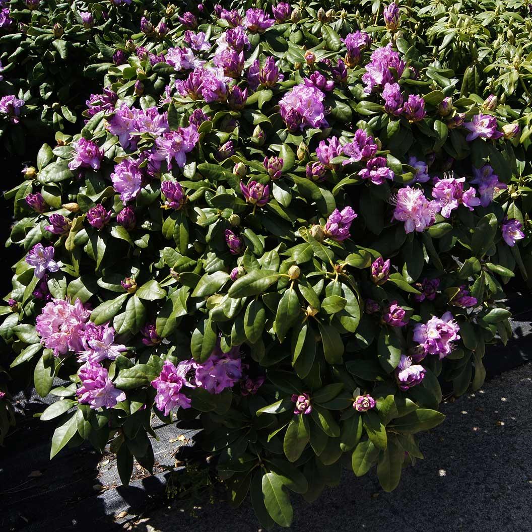 Rhododendron 'minnetonka' - View 6 from www redcrocus com