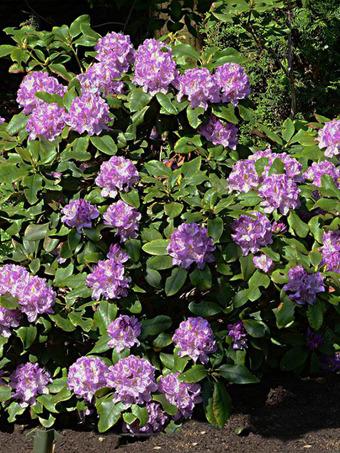 Rhododendron 'minnetonka' - View 7 from www redcrocus com