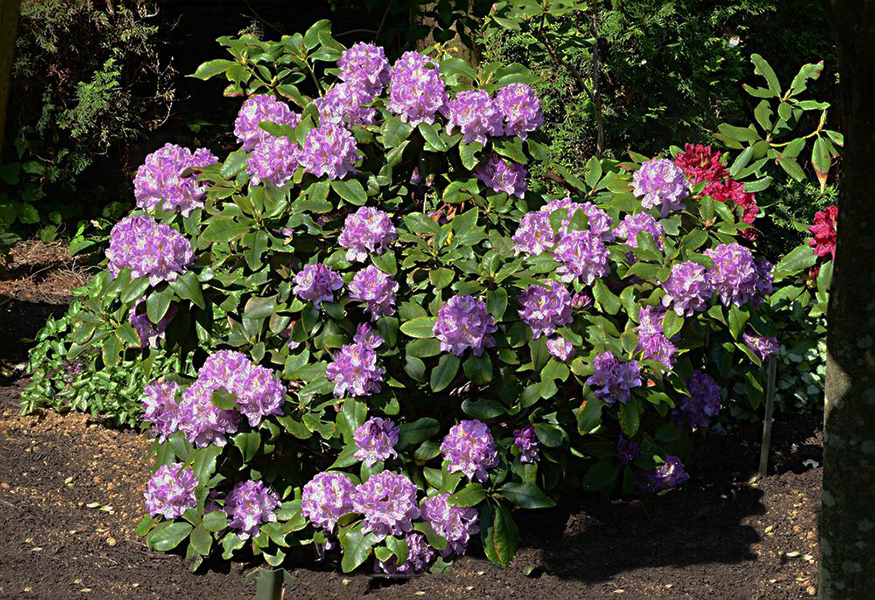 Rhododendron 'minnetonka' - View 8 from www redcrocus com