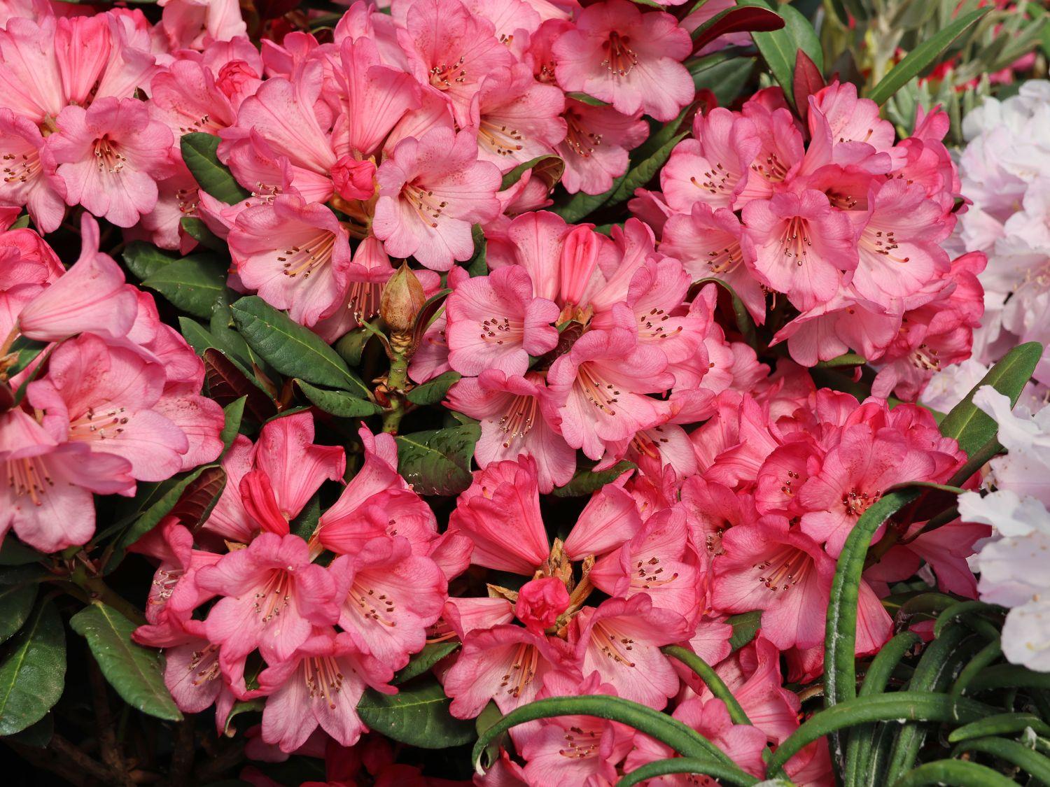 Rhododendron Wine And Roses - View 8 from www redcrocus com