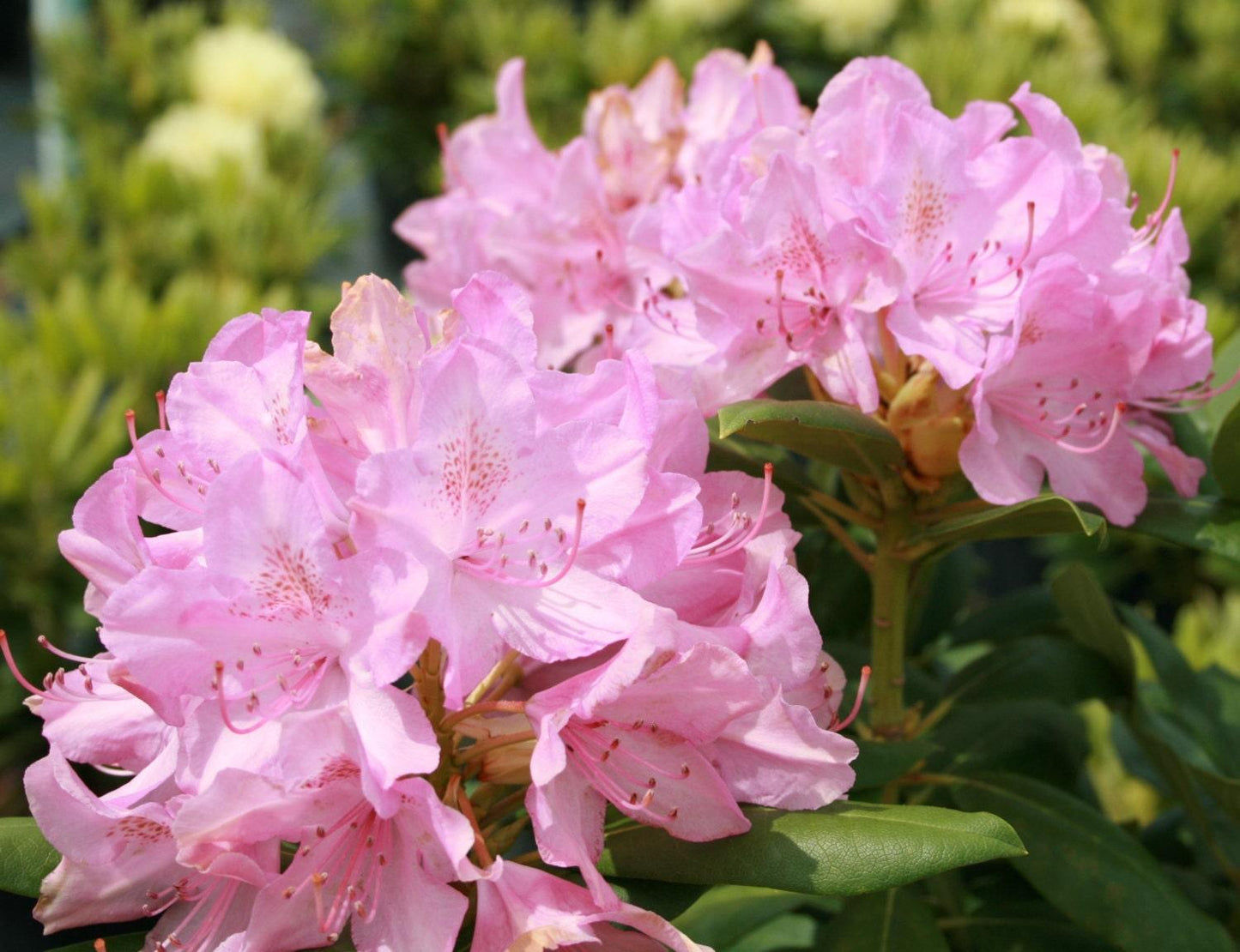 Rhododendron Roseum Pink - View 12 from www redcrocus com