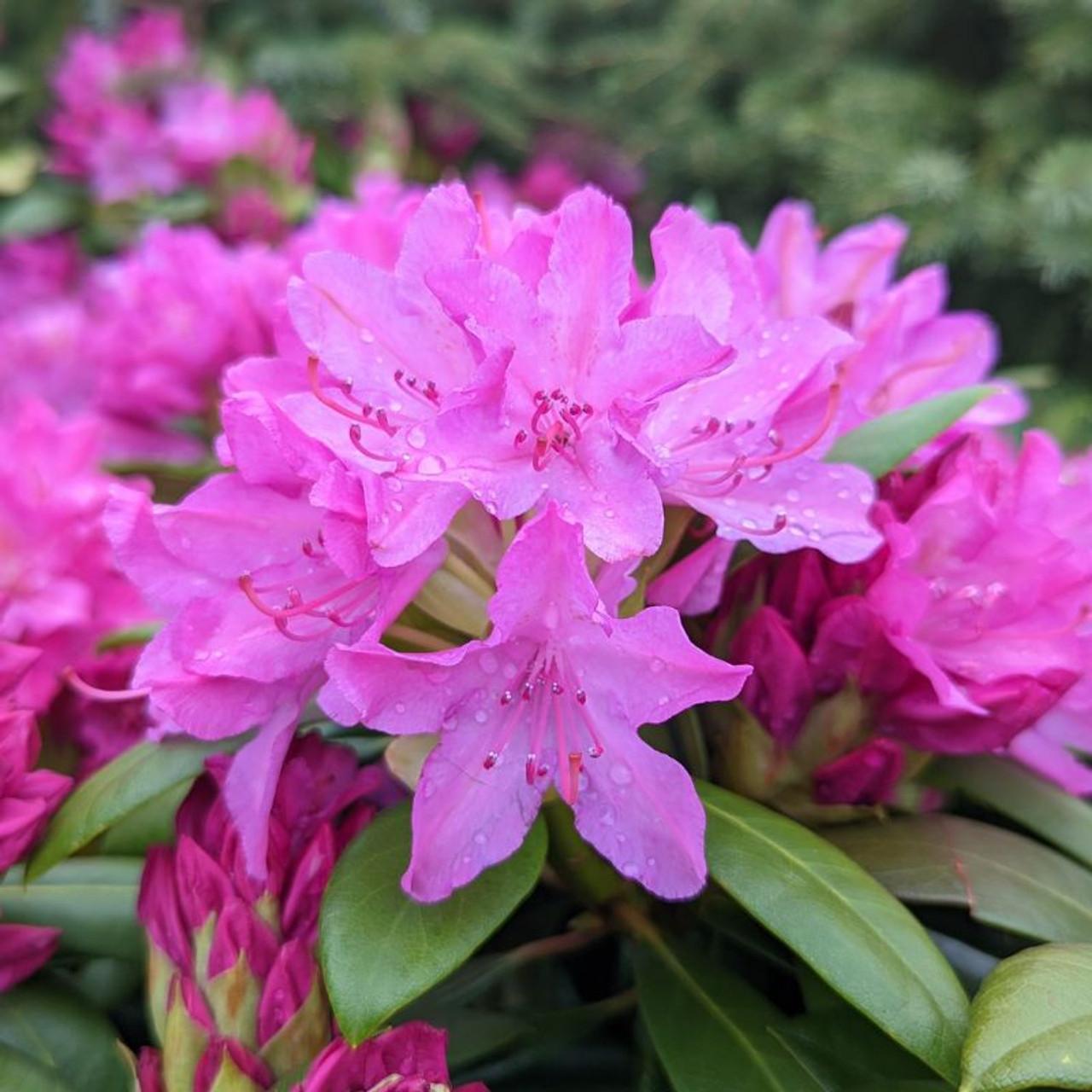 Rhododendron Roseum Pink - View 16 from www redcrocus com
