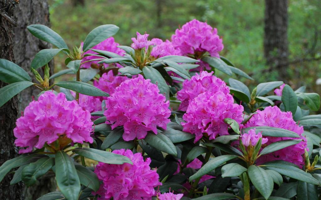 Rhododendron Roseum Pink - View 17 from www redcrocus com