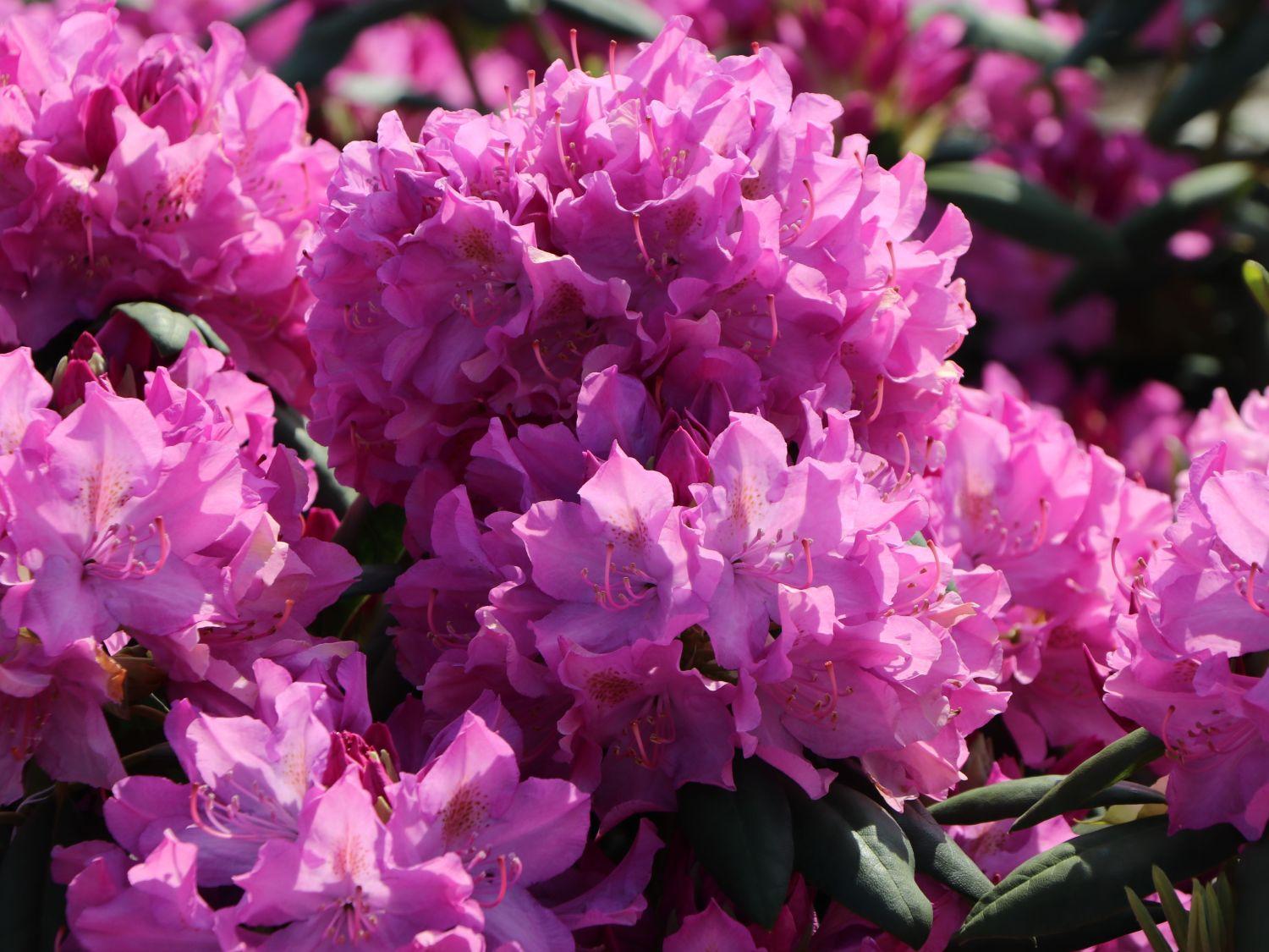 Rhododendron Roseum Pink - View 3 from www redcrocus com