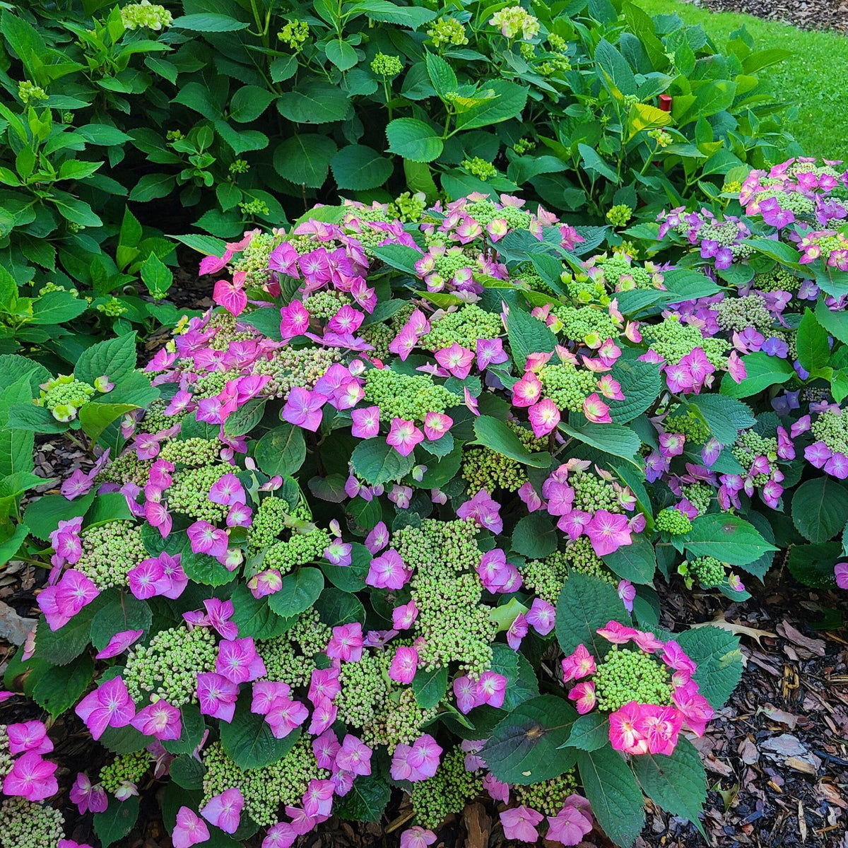 Hydrangea Serrata Tuff Stuff Top Fun - View 13 from www redcrocus com