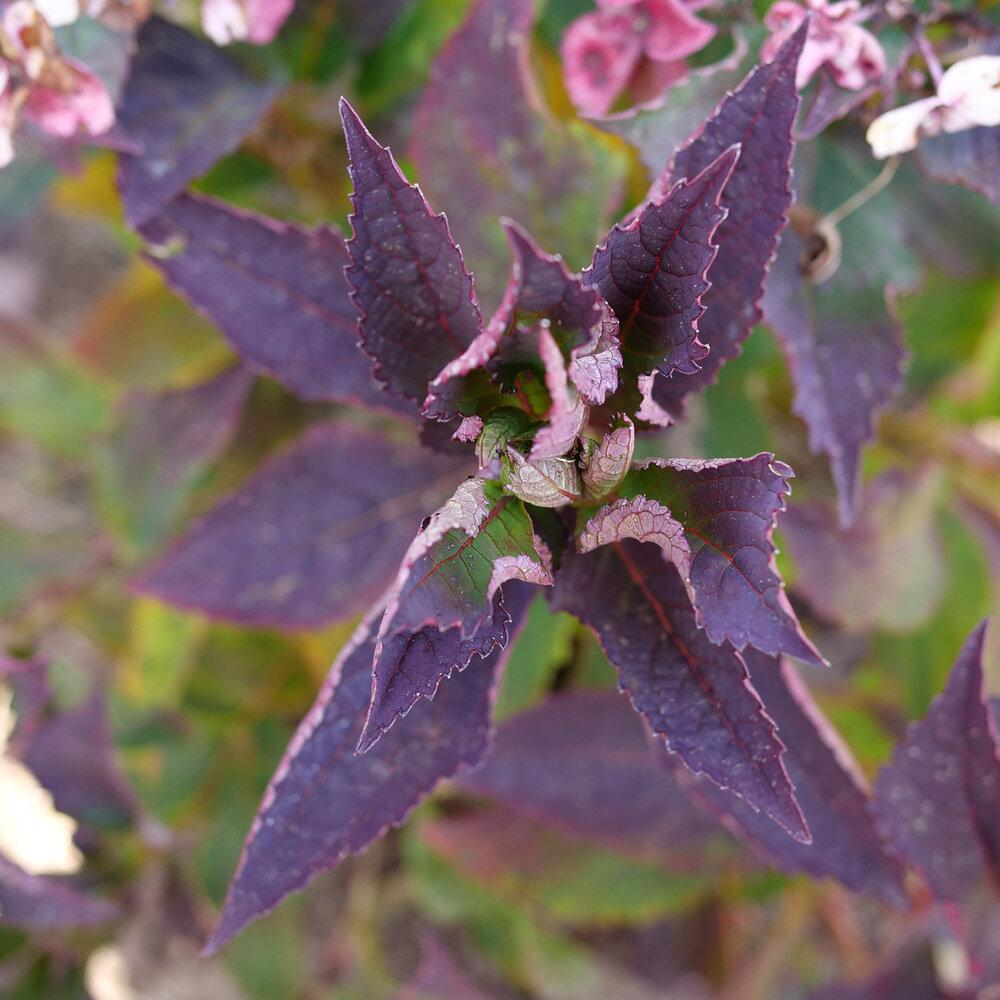 Hydrangea Serrata Tuff Stuff Top Fun - View 14 from www redcrocus com