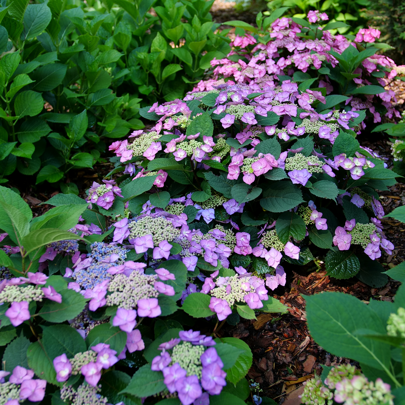 Hydrangea Serrata Tuff Stuff Top Fun - View 3 from www redcrocus com