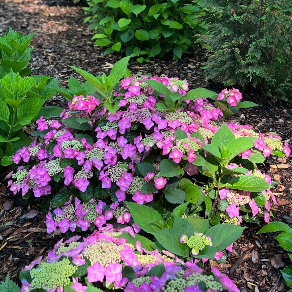 Hydrangea Serrata Tuff Stuff Top Fun - View 7 from www redcrocus com