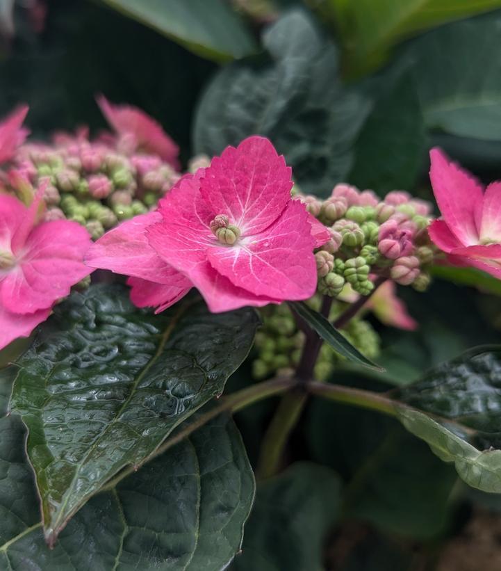 Hydrangea Serrata 'tuff Stuff Top Fun' - View 19 from www redcrocus com