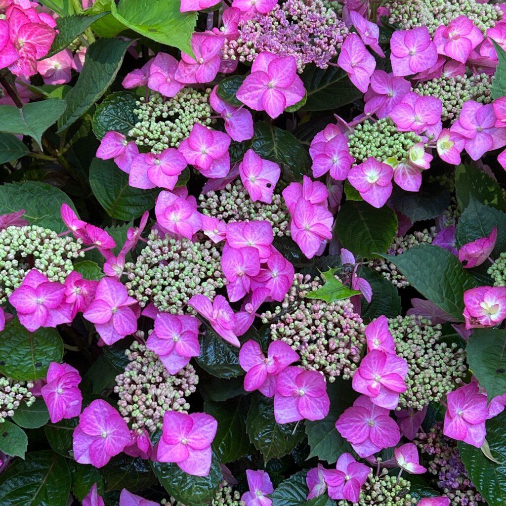 Hydrangea Serrata 'tuff Stuff Top Fun' - View 4 from www redcrocus com
