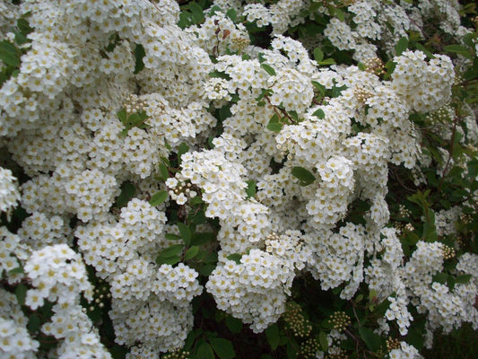 Spirea Vanhouttei Renaissance - View 10 from www redcrocus com