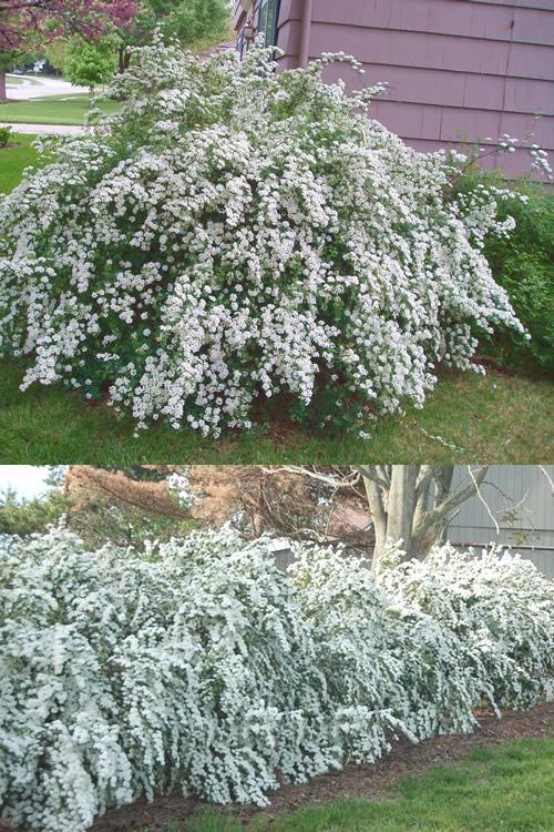 Spirea Vanhouttei Renaissance - View 17 from www redcrocus com