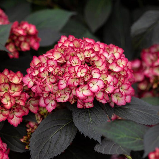Hydrangea Macrophylla Eclipse - View 10 from www redcrocus com