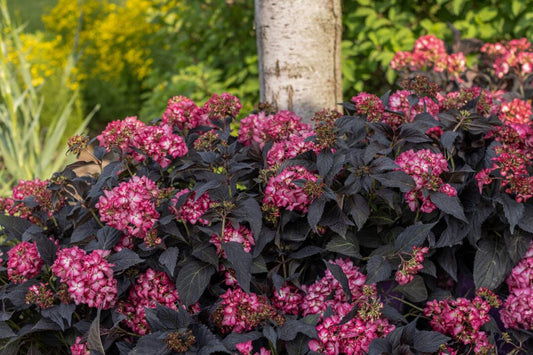 Hydrangea Macrophylla Eclipse - View 10 from www redcrocus com