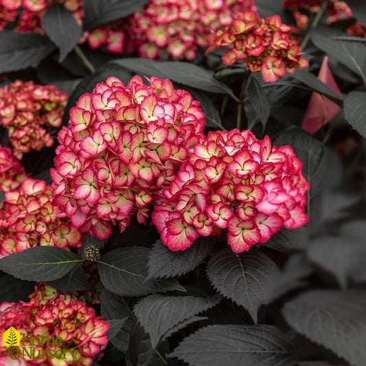 Hydrangea Macrophylla Eclipse - View 1 from www redcrocus com