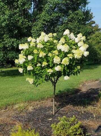 Hydrangea Paniculata 'limelight' Tree Form - View 1 from www redcrocus com