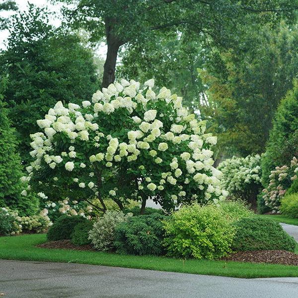 Hydrangea Paniculata 'limelight' Tree Form - View 23 from www redcrocus com