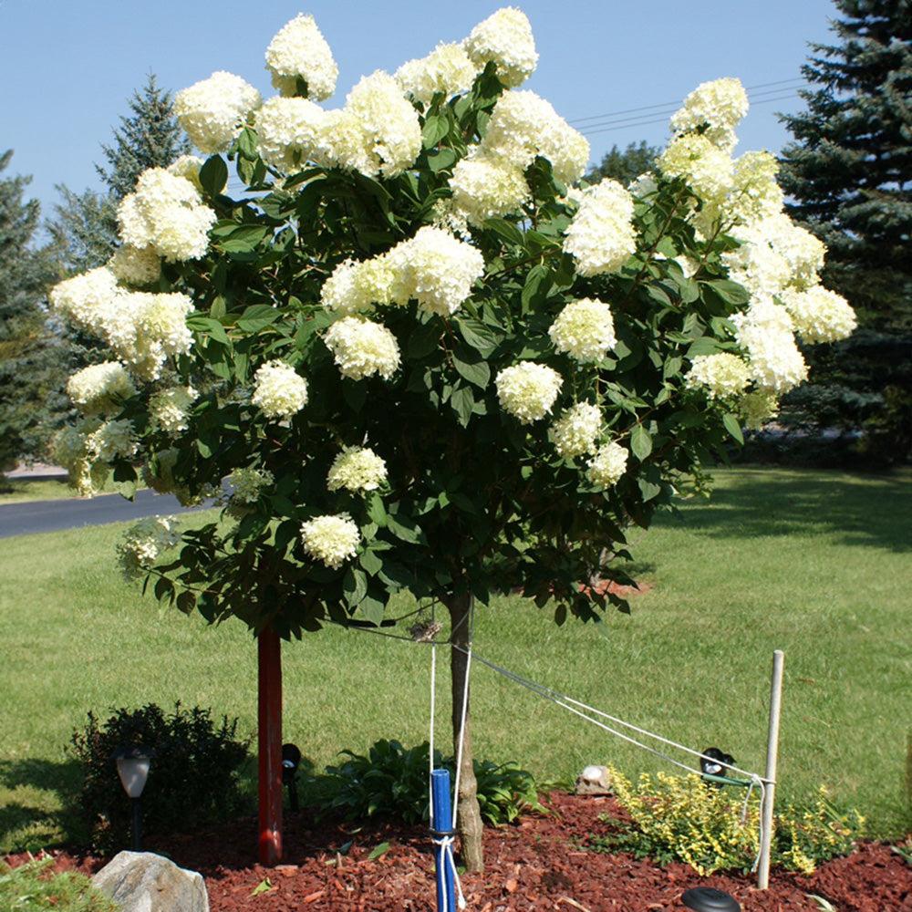 Hydrangea Paniculata 'limelight' Tree Form - View 26 from www redcrocus com