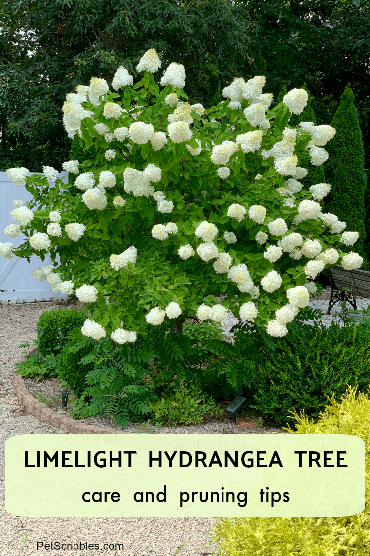 Hydrangea Paniculata 'limelight' Tree Form - View 29 from www redcrocus com