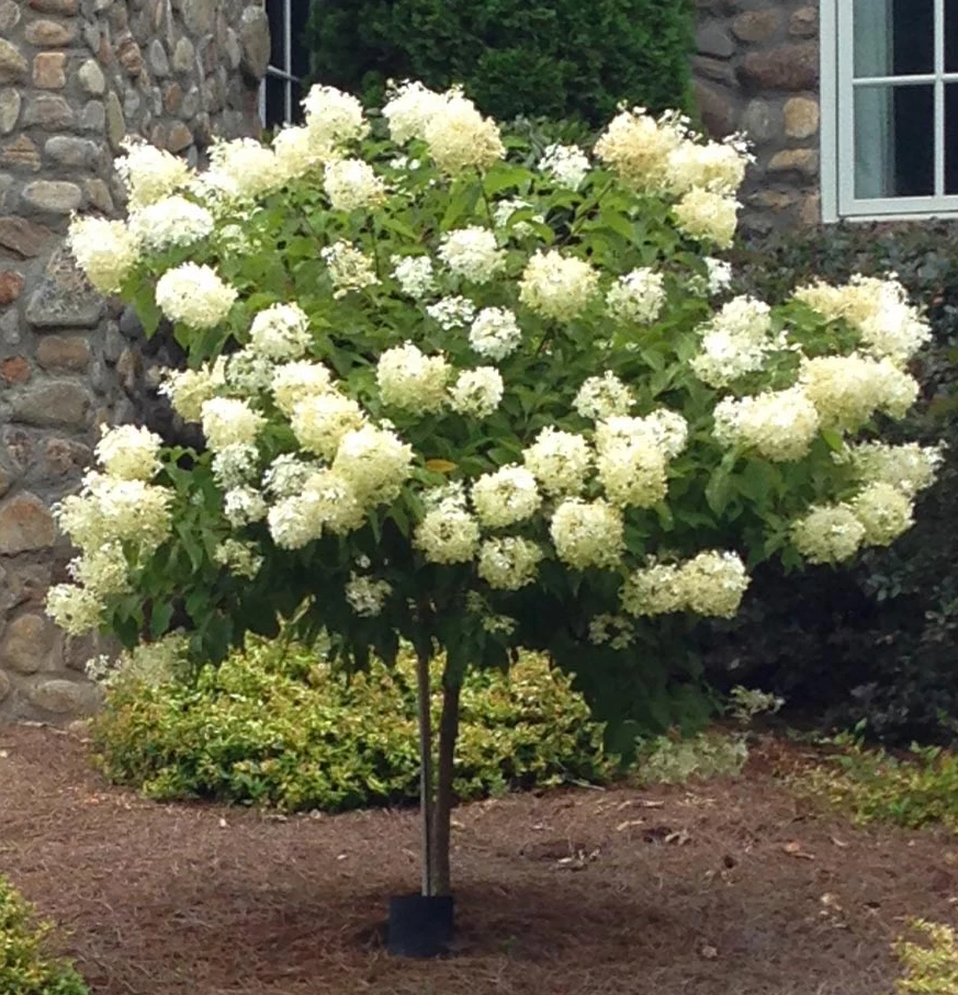 Hydrangea Paniculata 'limelight' Tree Form - View 31 from www redcrocus com