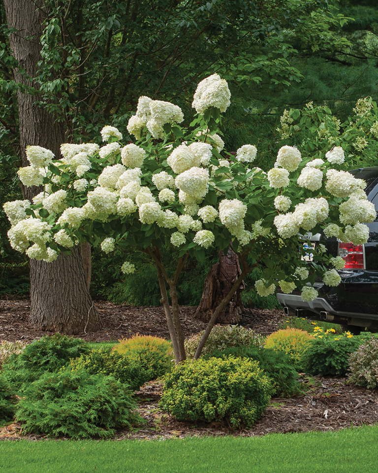 Hydrangea Paniculata 'limelight' Tree Form - View 7 from www redcrocus com
