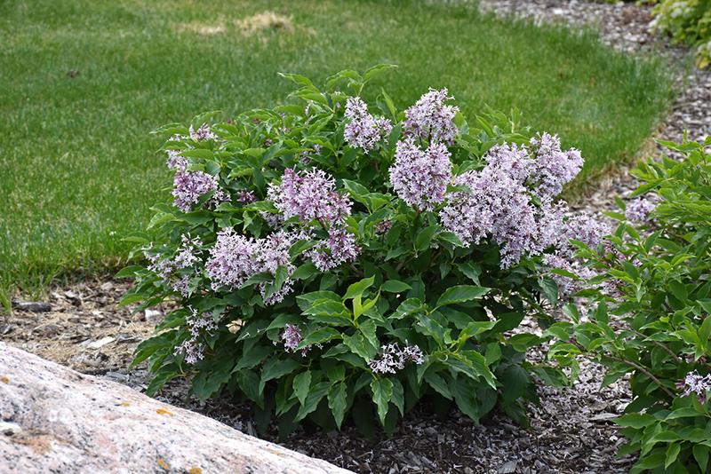 Syringa X Little Lady - View 12 from www redcrocus com
