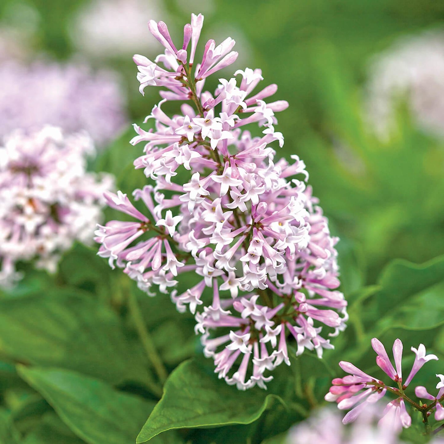 Syringa X Little Lady - View 13 from www redcrocus com