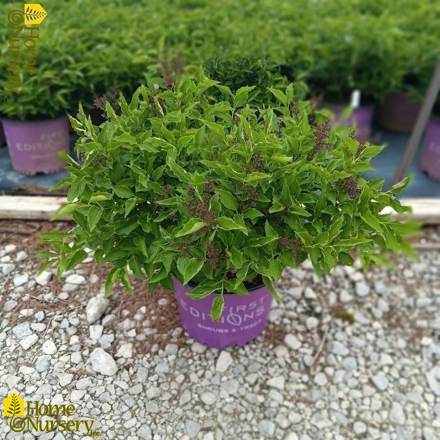 Syringa X Little Lady - View 14 from www redcrocus com